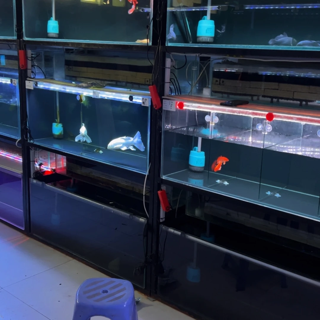 海水鱼?蝴蝶hi11