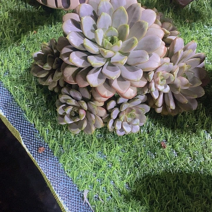 邓***࿐葡萄多肉植物老桩