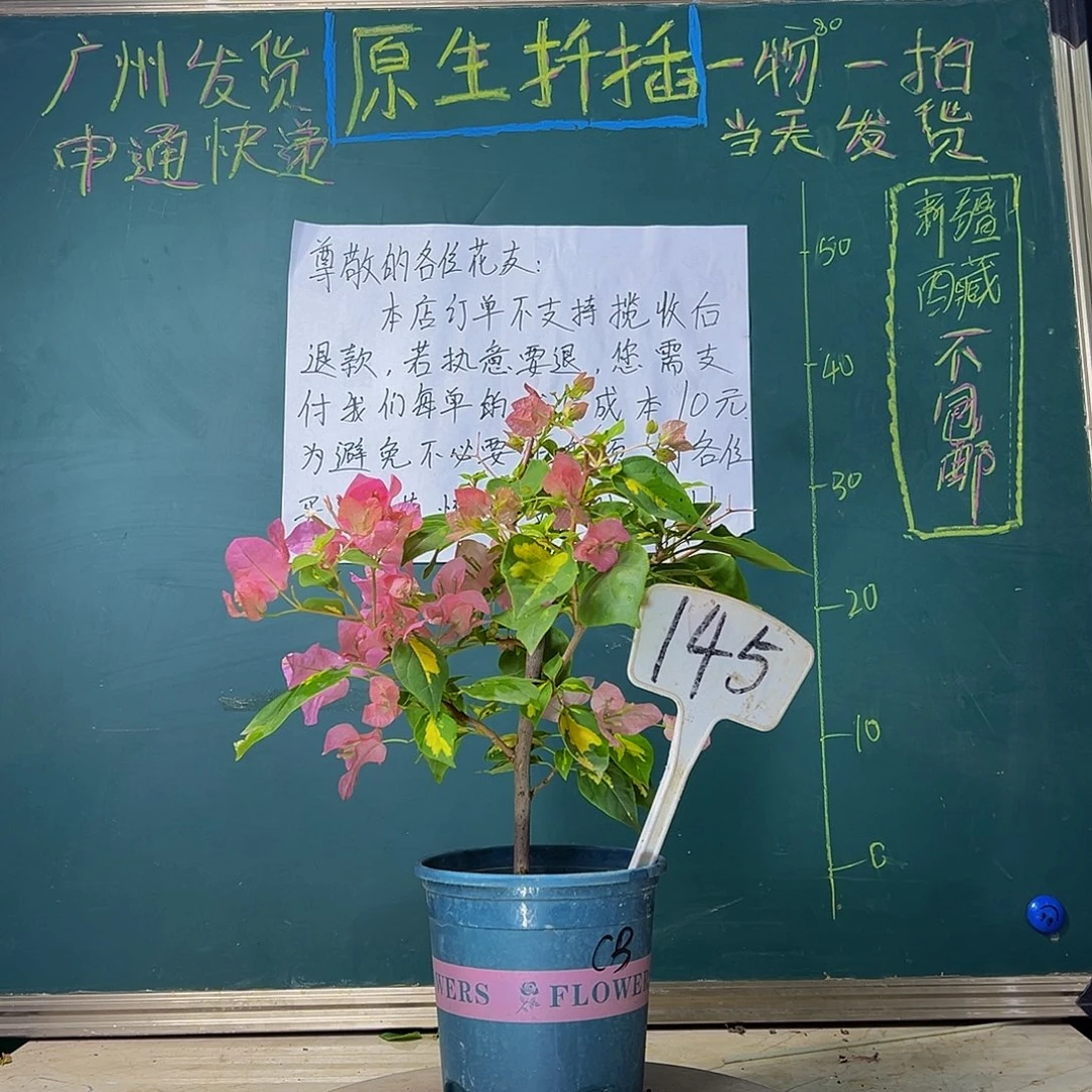 当前无花栽培后可以开花金心橙白 145