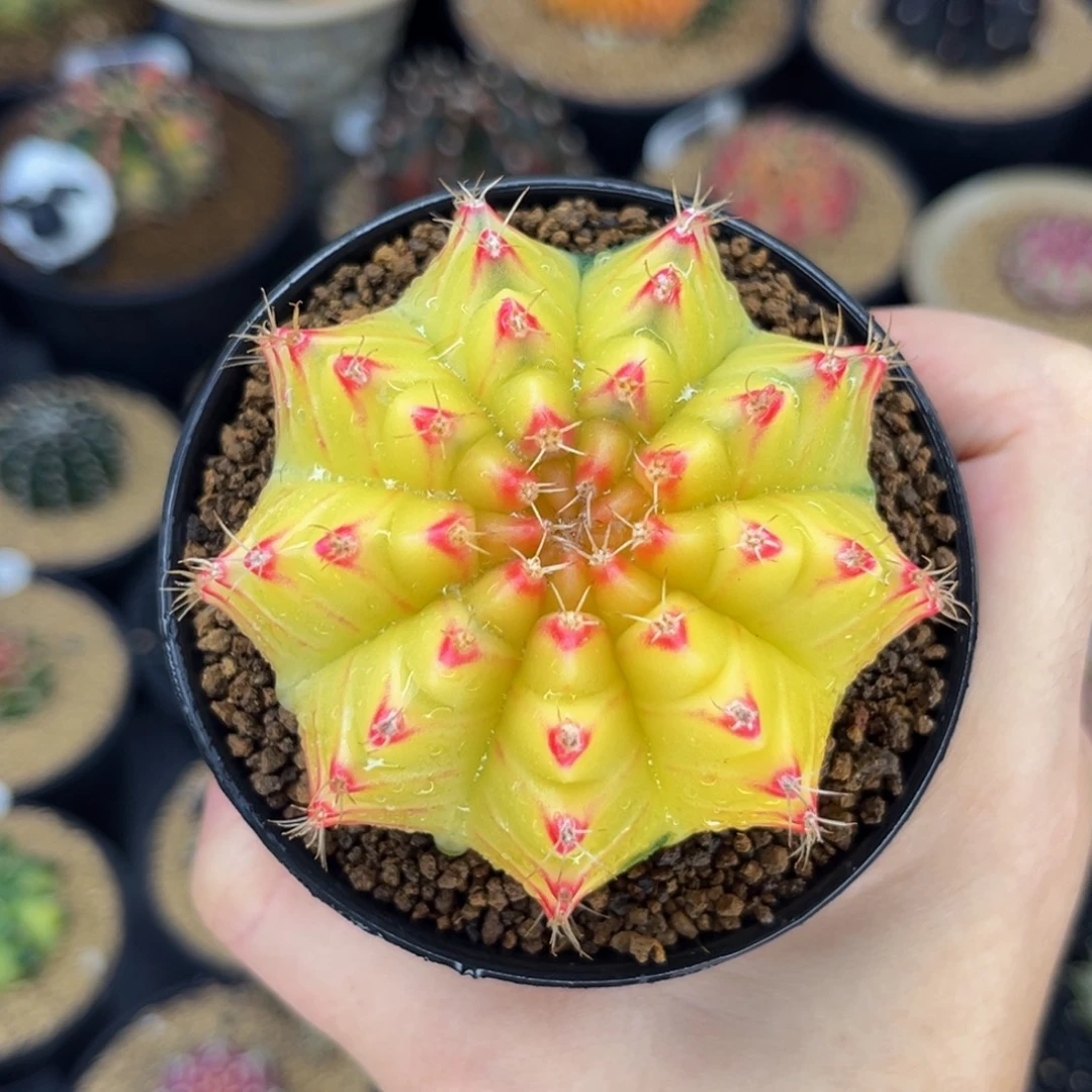 烈焰小红唇 米哈仙人球