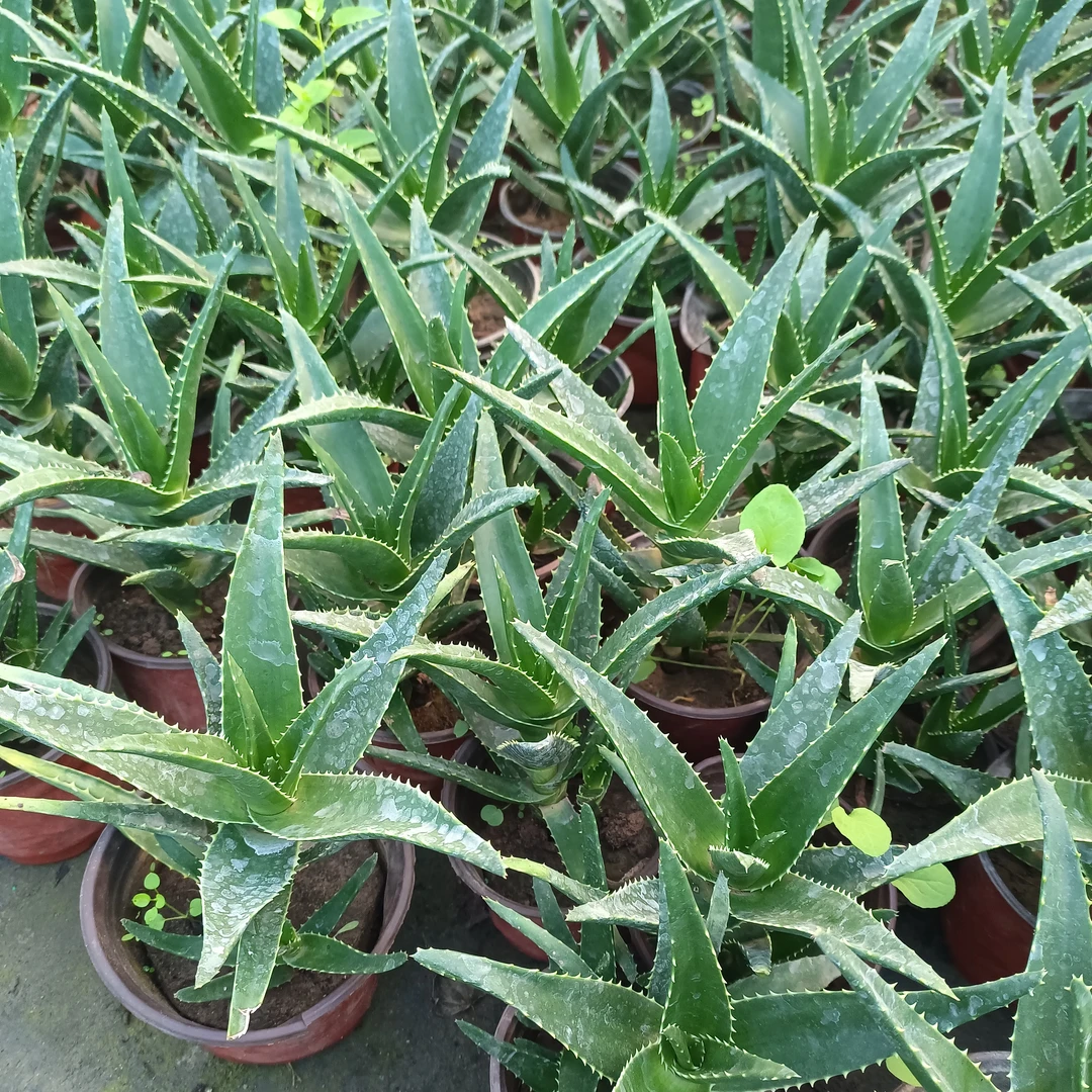 好望角芦荟绿植花卉盆栽