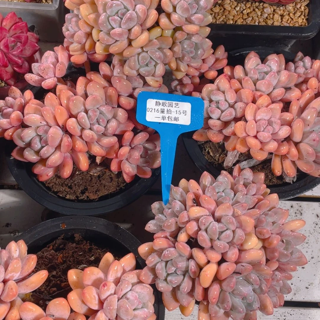 0216-15-大群精品奶油粉香水福利一颗