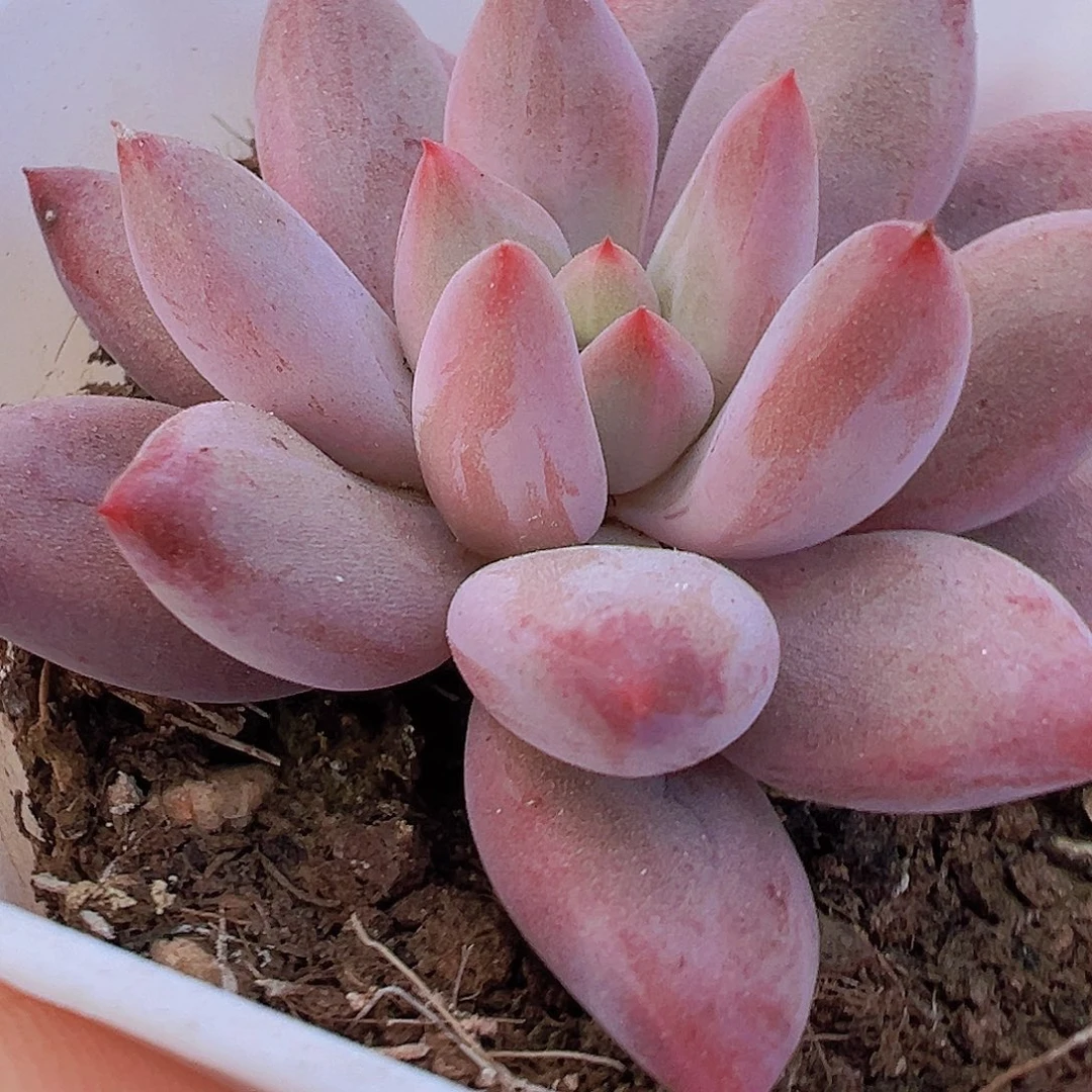 单头金鱼姬19包邮多肉