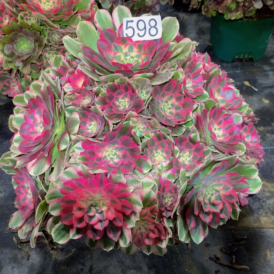 法师多肉植物598男神