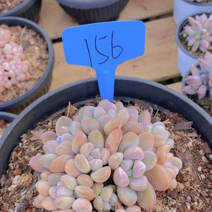 是不是在上课嘛亲