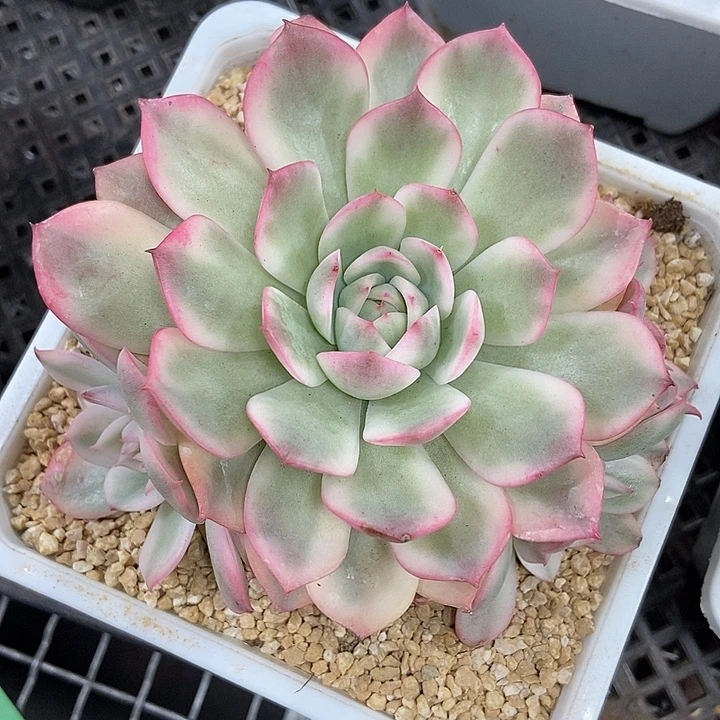 粉水晶锦群多肉植物