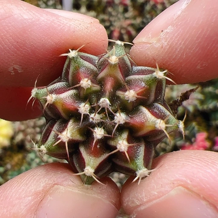 当前无花栽培后可以开花243