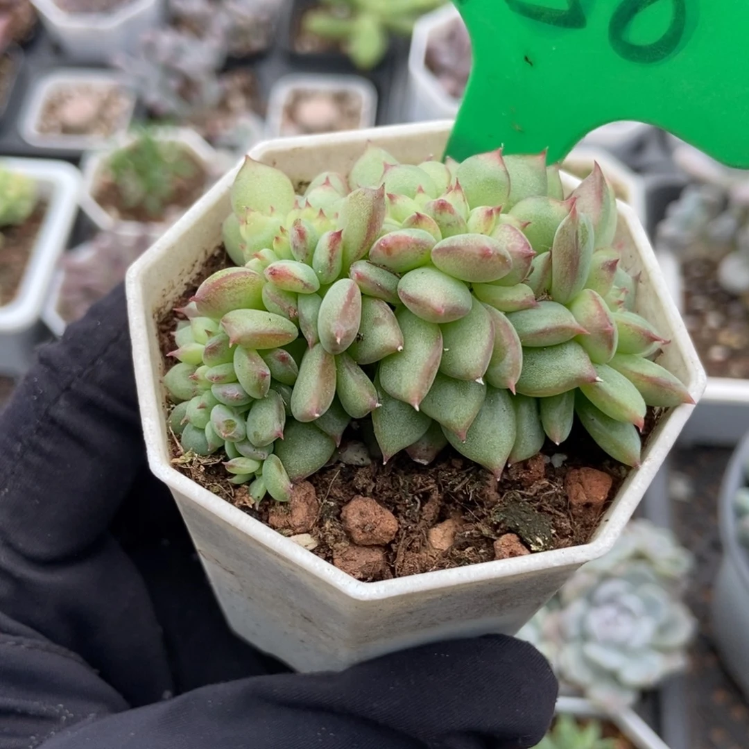 756拉糖缀多肉植物