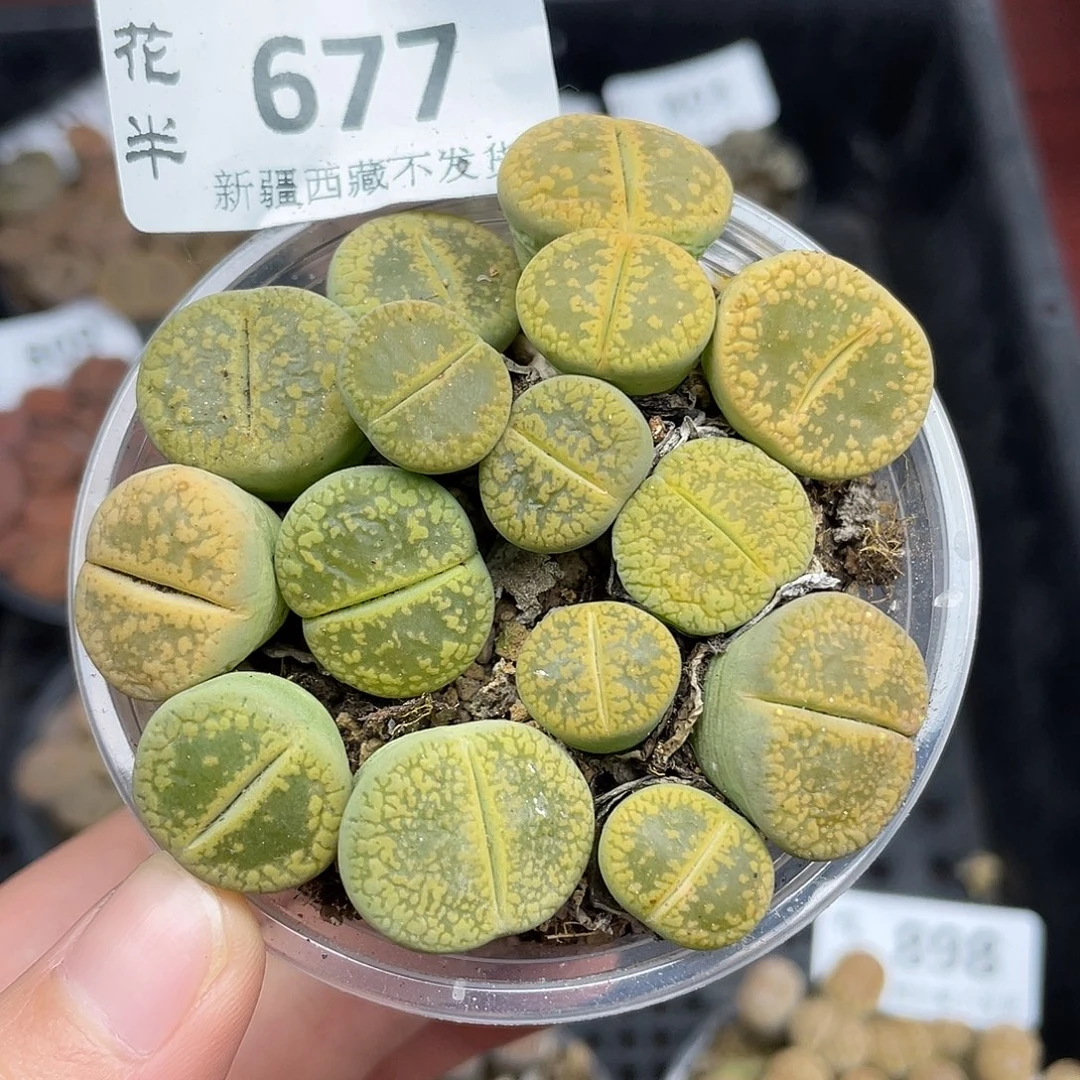 6770000花花花花花