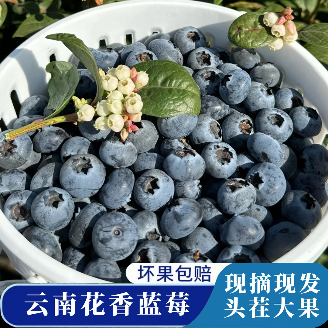 云南露天种植花香蓝莓新鲜当季水果冷链包邮到家