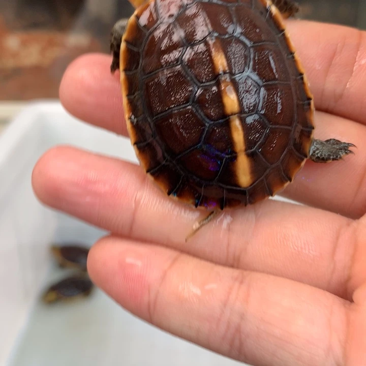 宠物龟母原种一代安苗