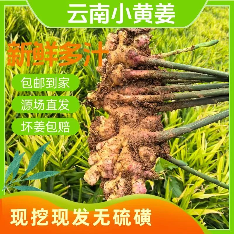 A2正宗云南小黄姜香味浓郁辛辣够味新鲜现挖山地种植生姜一年老姜
