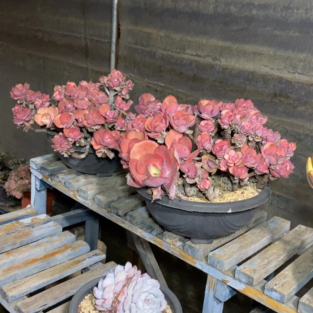 啊军喵多肉秀妍老庄