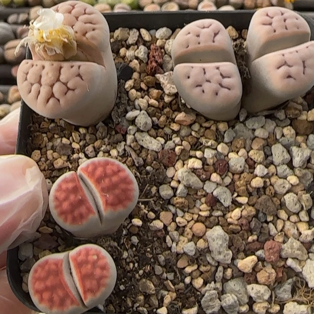 11.26。萌肉朱唇清盒。7014