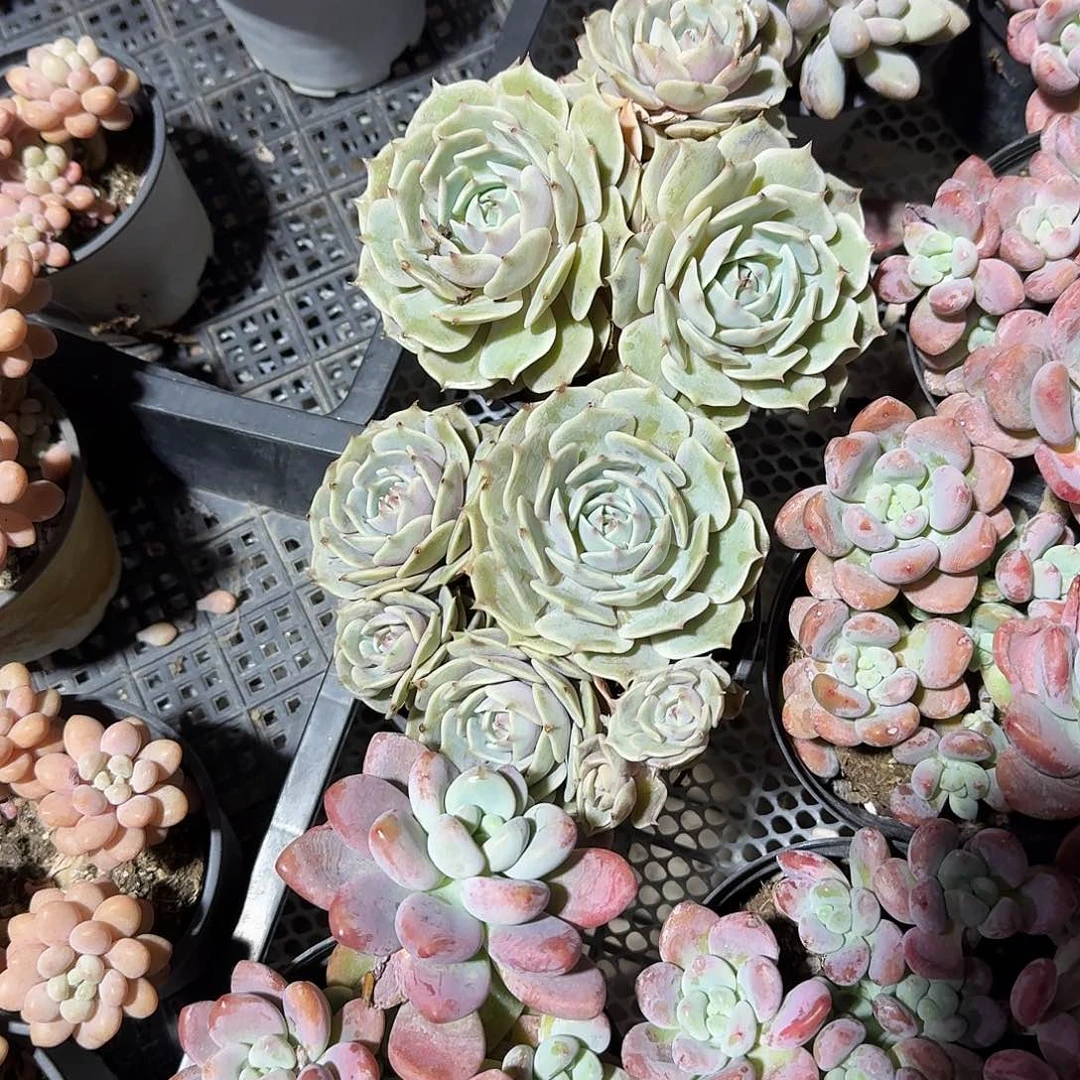 露娜莲多肉植物精品