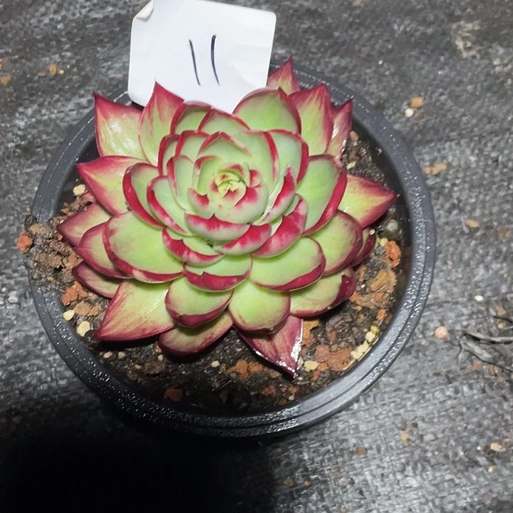 温***窝11////////////////