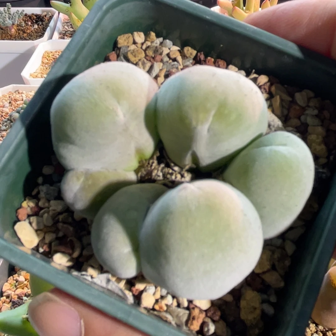 宝辉植物一物一拍