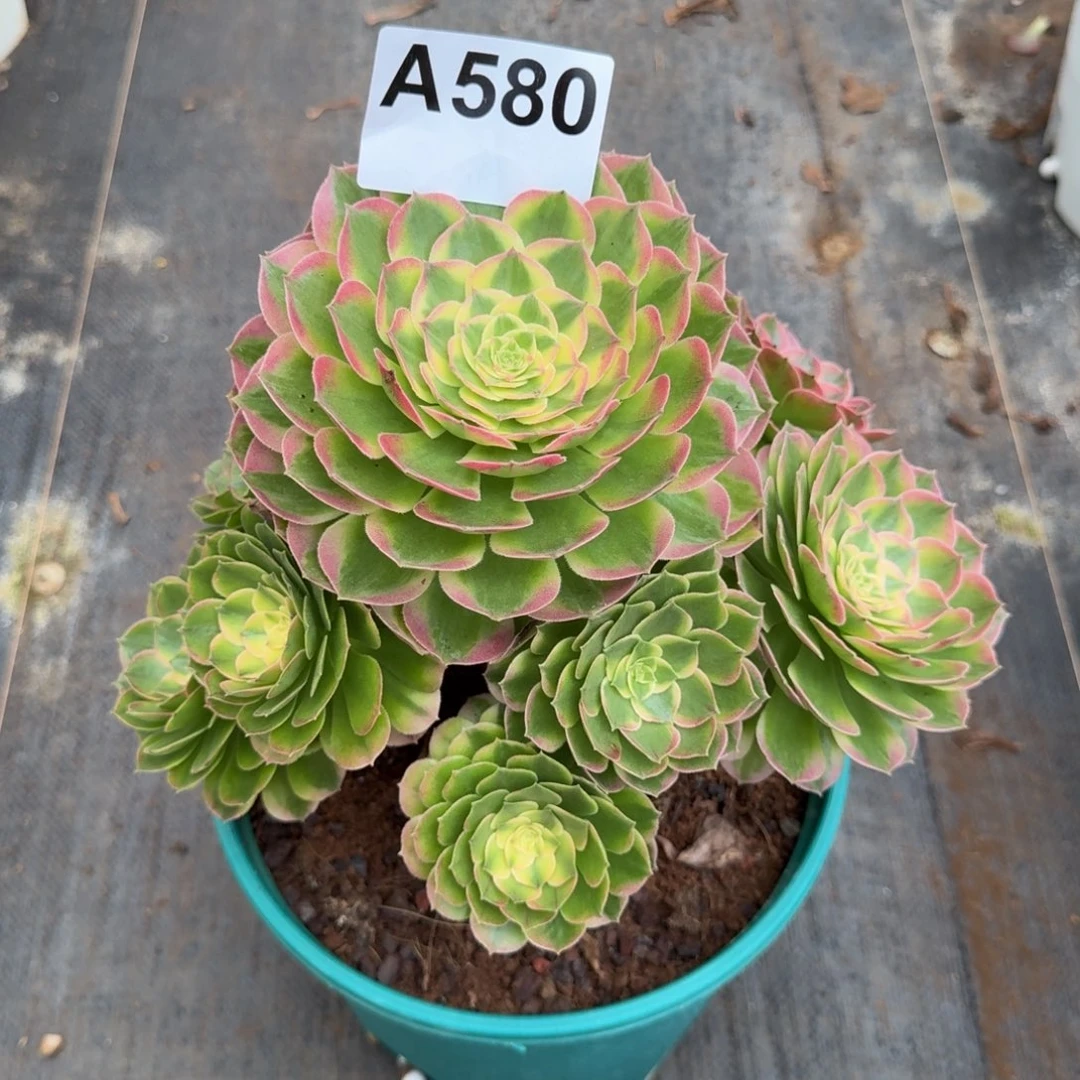 580多肉植物海王法师发货