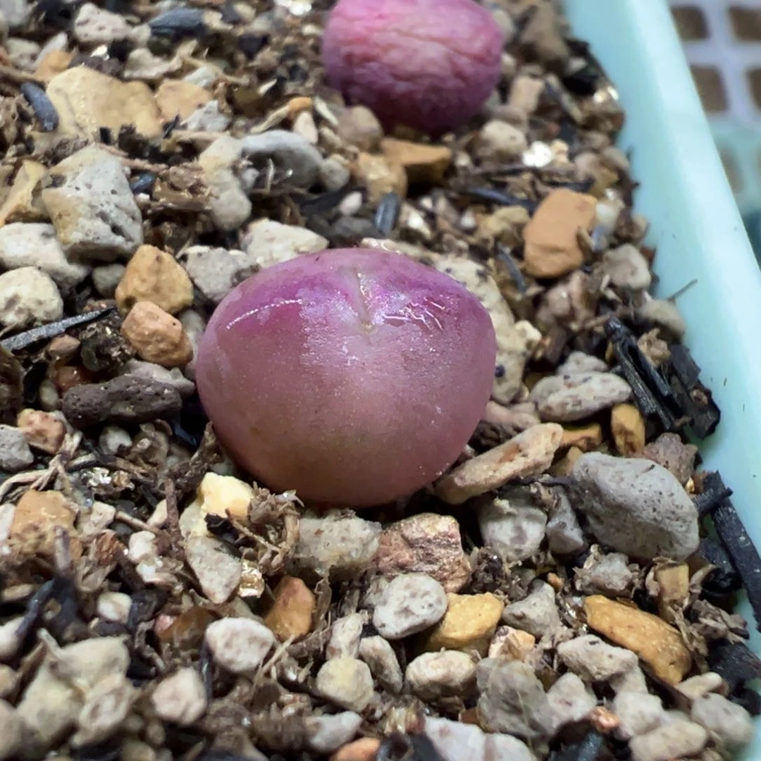 花****?红桃A多肉多肉