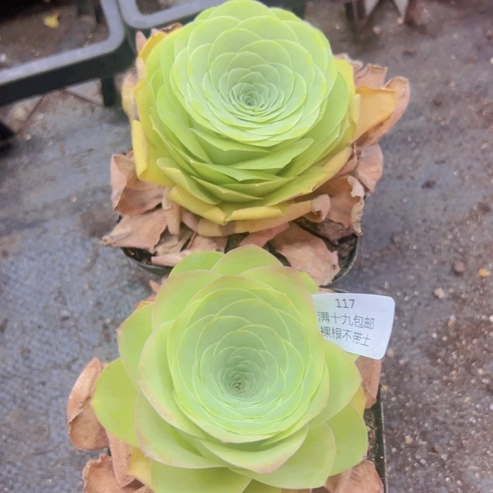 117 裸根不带土发货不包损