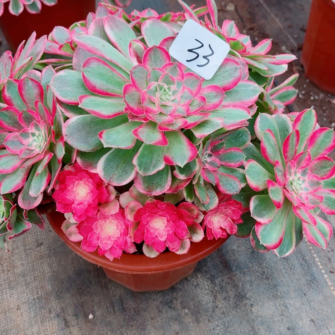 一物一拍多肉法师33