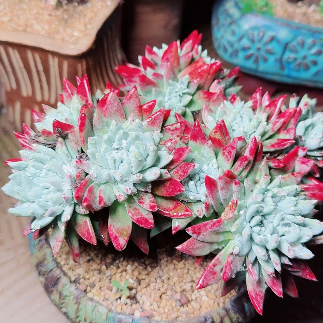 6616刘丹杂交苹果叶