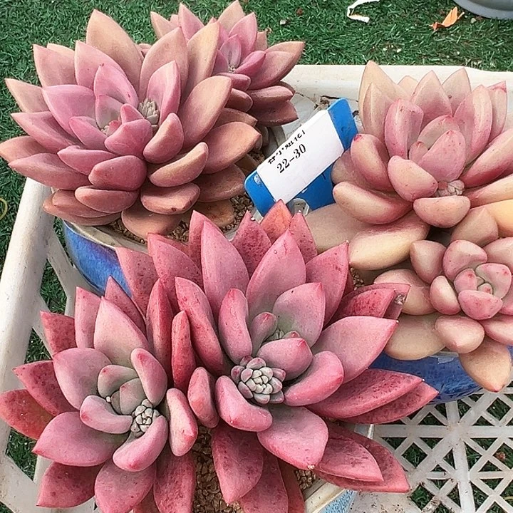 22.30初音一个脱土