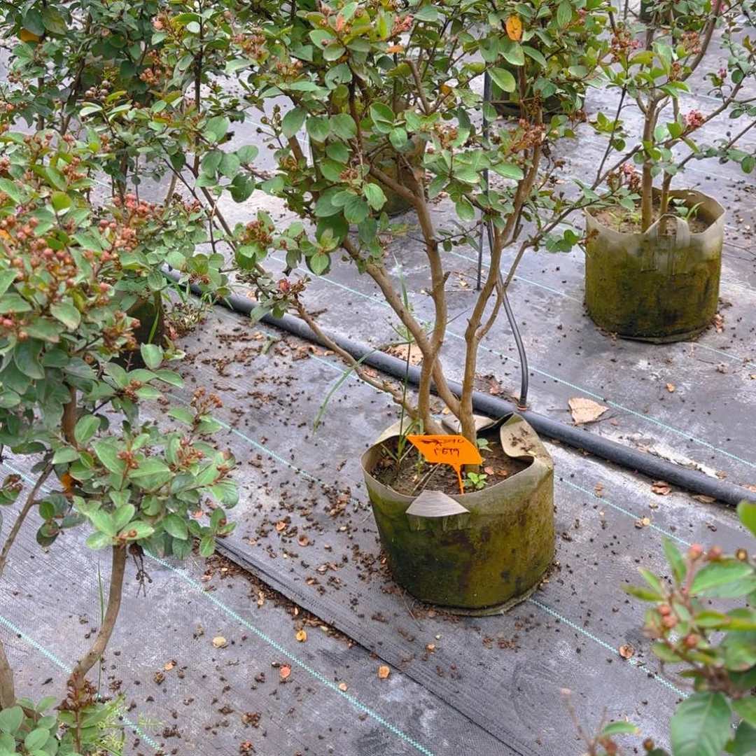 咏***儿无花朵紫薇12345678