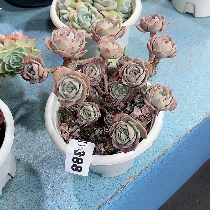 @*茶388克罗地亚多肉植物