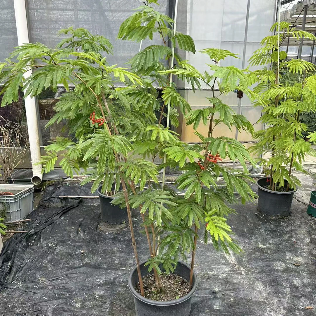 密叶猴耳环一物一拍