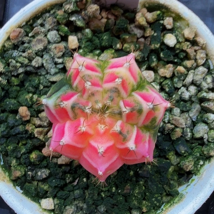 当前无花朵，栽培后可花朵