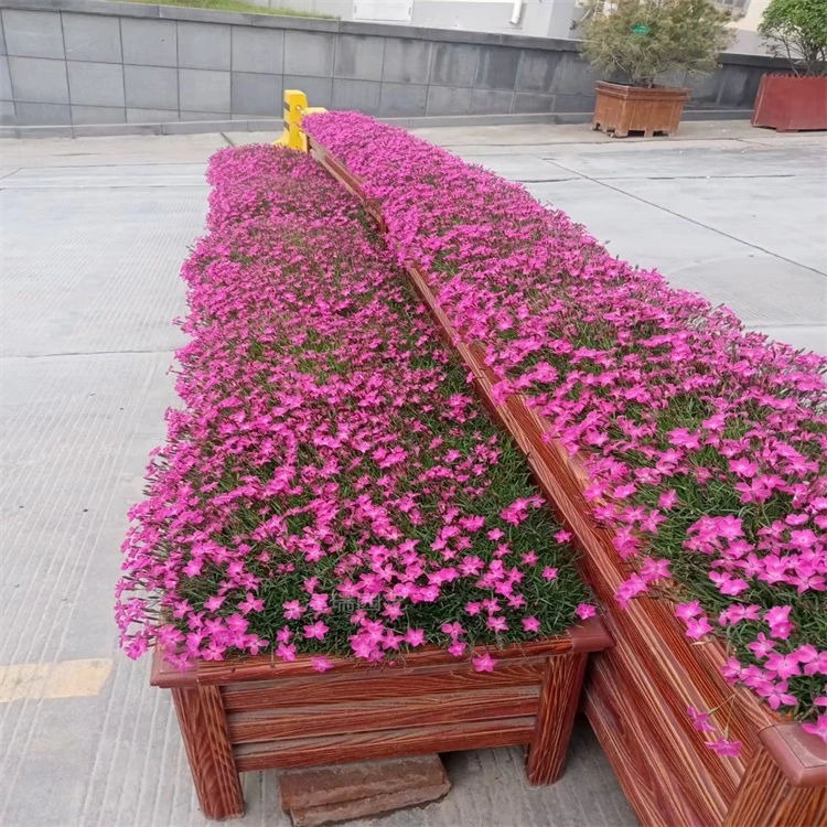 多年生耐寒耐晒四季开花欧石竹11cm盆庭院室外地栽绿化花苗