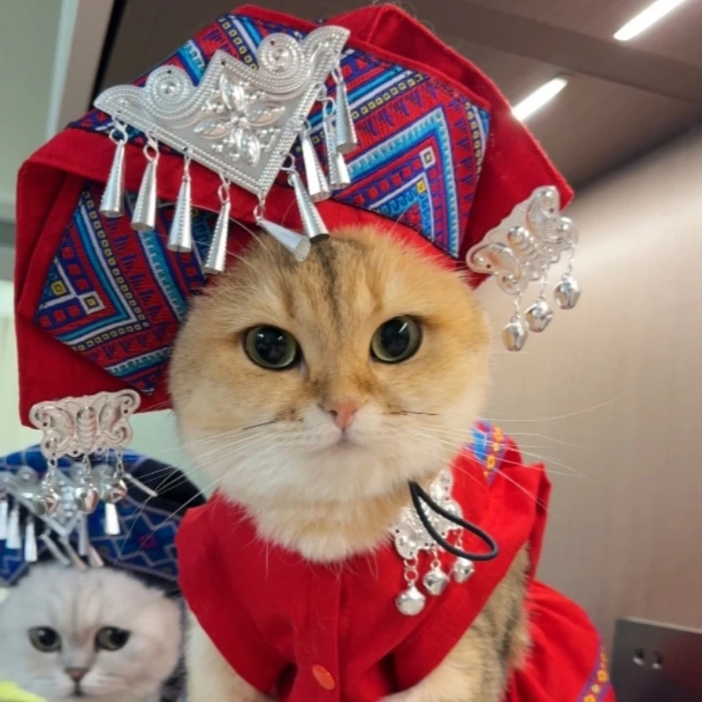 壮族猫咪宠物衣服红色广西壮族狗狗猫咪服装少数民族宠物必备物品