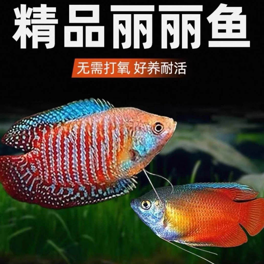 《血丽丽》《五彩丽丽》吐水鱼 射水鱼 好养耐活新手鱼无需打氧