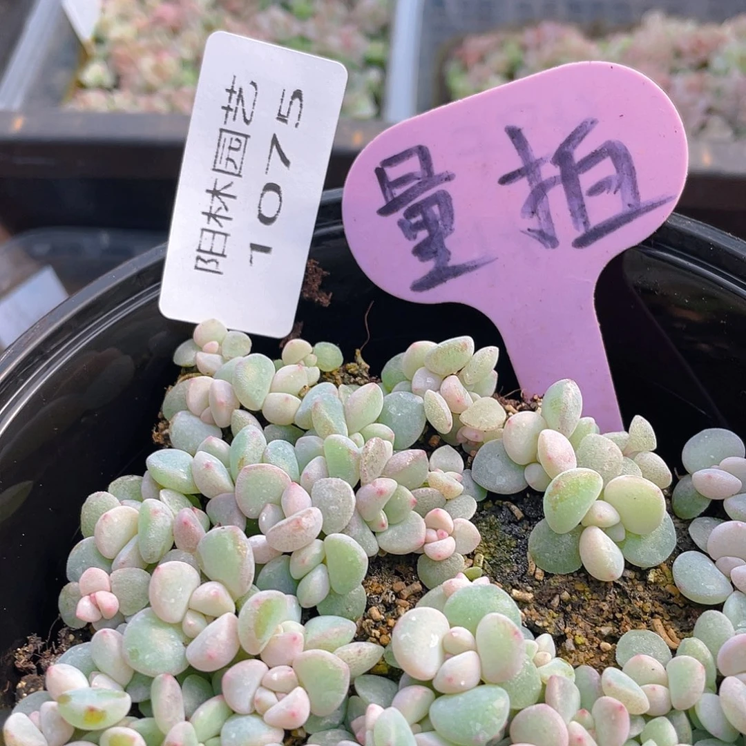 量拍多肉植物多肉植物1075