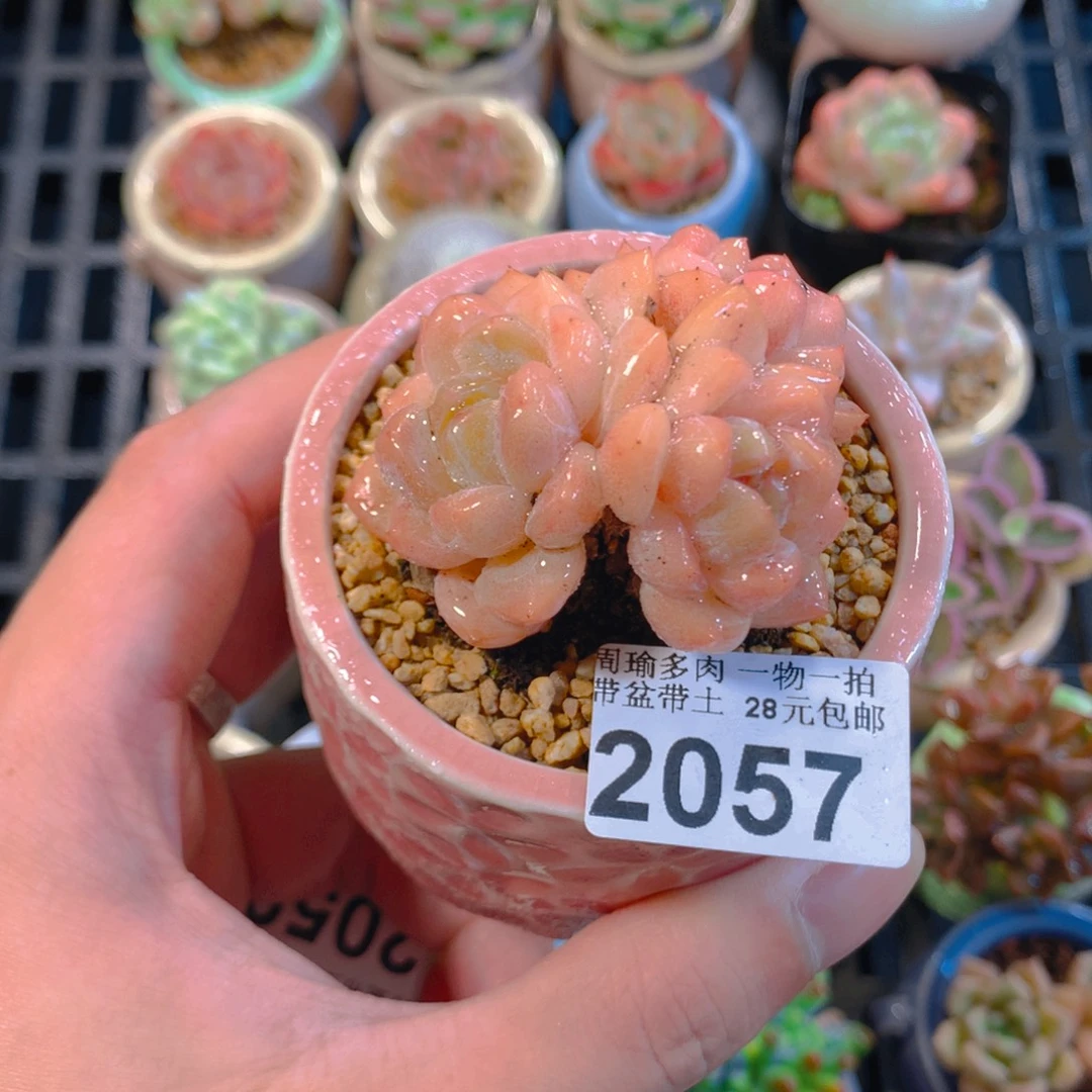 5厘米盆精控多肉2057