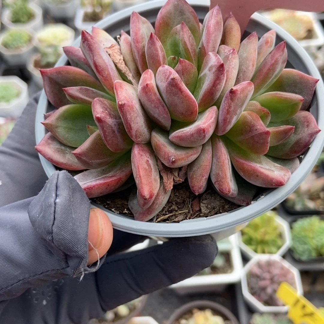 671 夜魔侠多肉植物诺破了