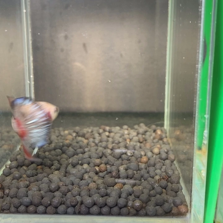 斗鱼泰国斗鱼578号