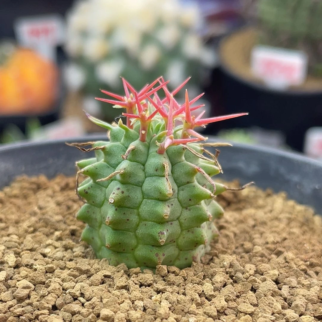 实生群星冠仙人球多肉