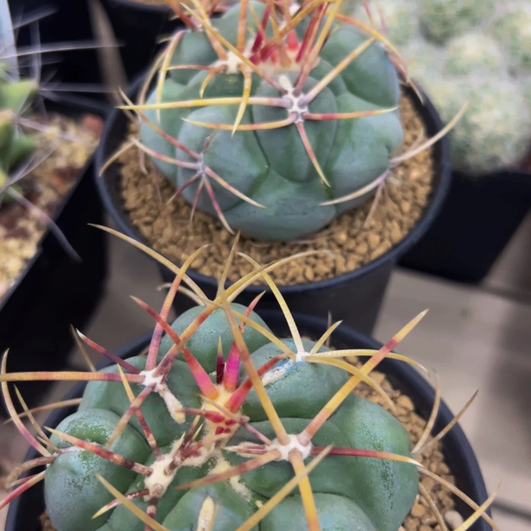 马***功两颗绯冠龙多肉植物带盆土