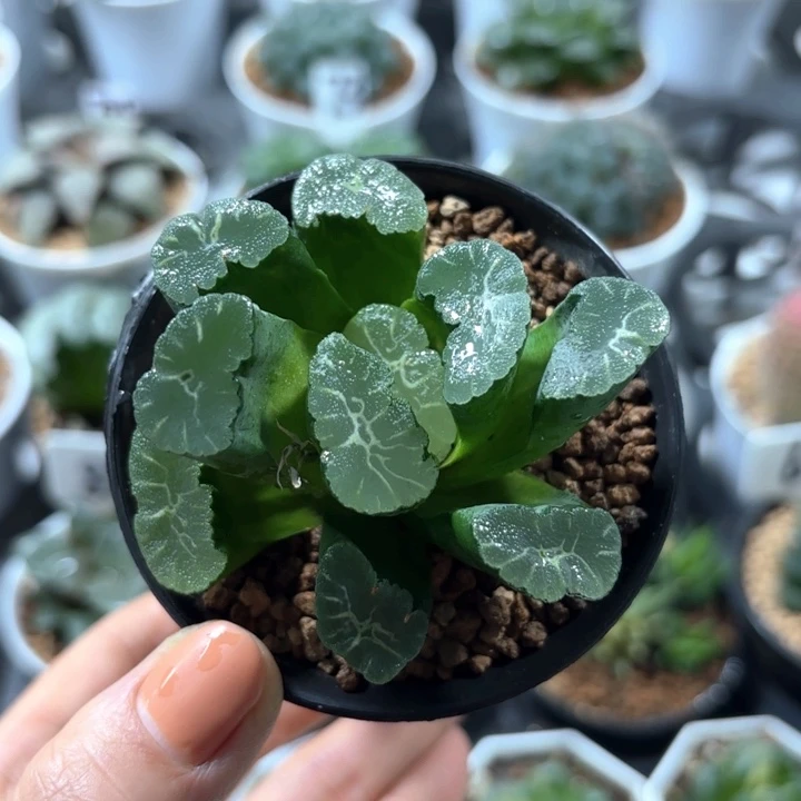 单头凤凰万象多肉植物