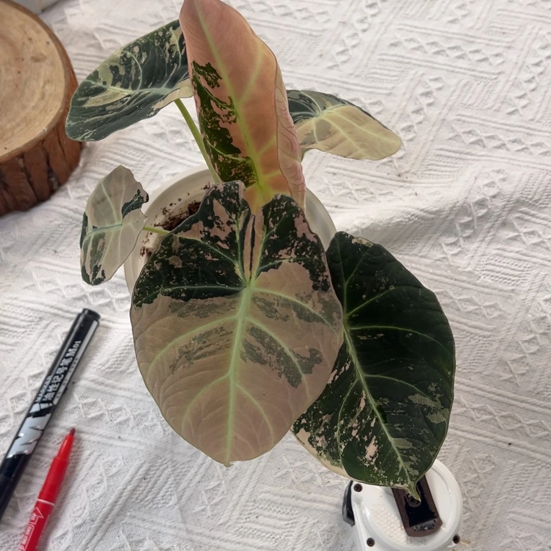 不开花植物粉锦黑天鹅