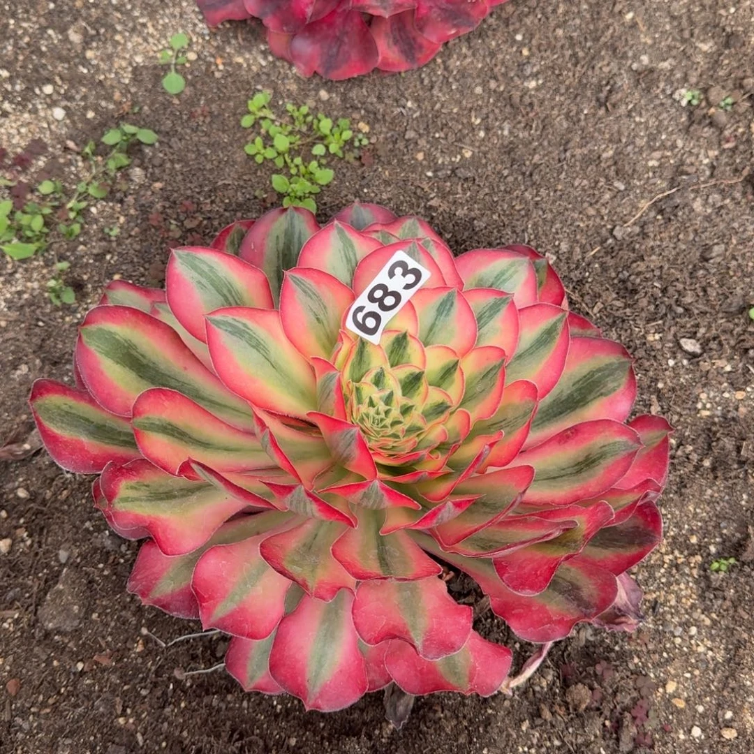 暖***√683多肉植物爱丽丝根部有干伤