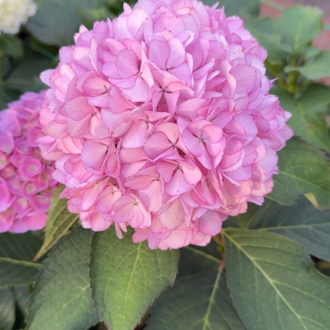 大部分花苞少量开放136