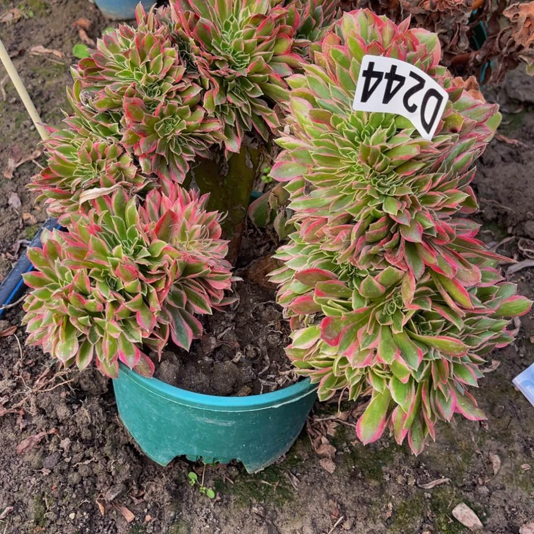 女神法师26/////36包邮