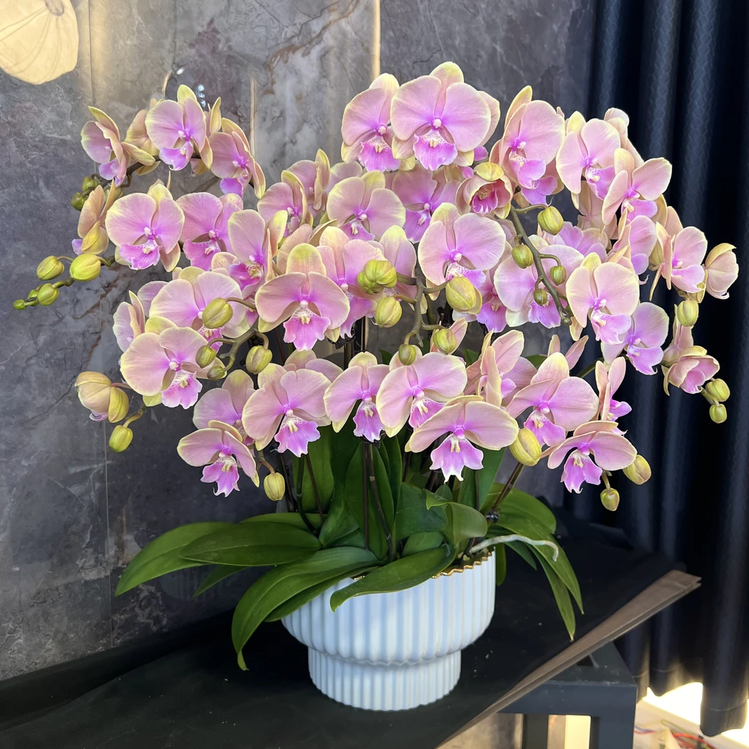 【芳美传奇-蝴蝶兰】 懒人种植 禅意 轻奢 易养花期长 送礼