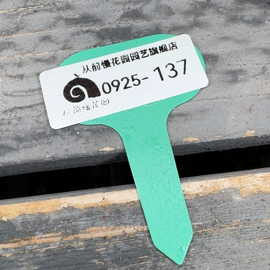 从前慢多肉精选编号0925.137