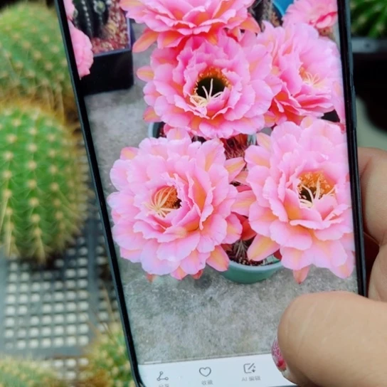 下70毛粉桃精灵歪无根侧芽6公分左右20包邮