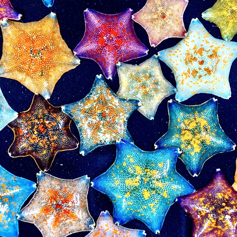 海洋宠物活体海星【直播间自选】