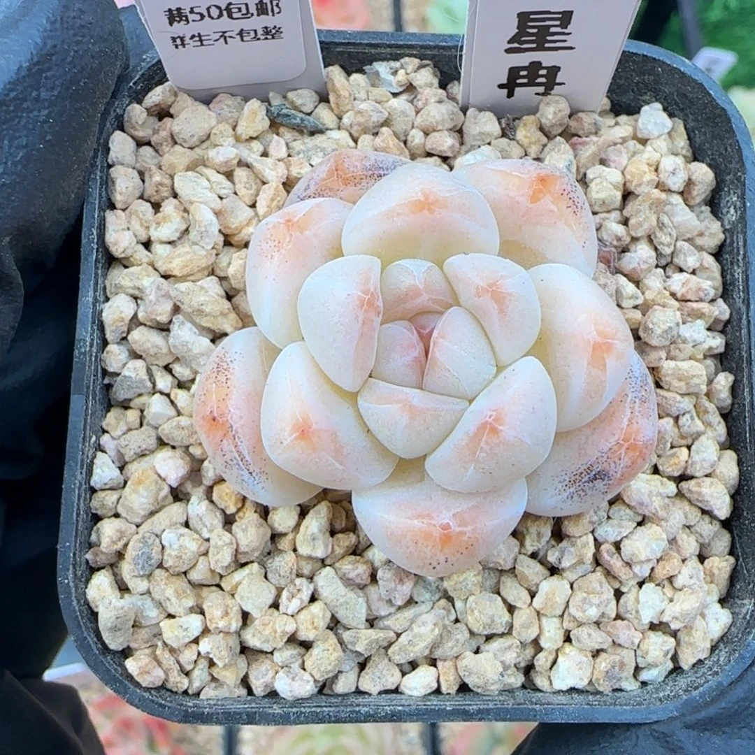 024    星冉   5厘米盆